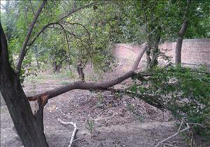 خسارت طوفان به درختان در روستای "شیخ ولی" + فیلم