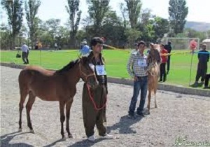 برگزاری اولین جشنواره زیبایی اسب کُرد در شهرستان صحنه