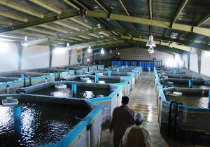 تولید بیش از ۱۸ میلیون لارو ماهی گرمابی در زهک