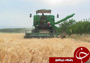 ۴۰۰ هزار تن گندم از کشاورزان لرستانی خریداری می‌شود