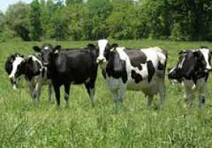 سمپاشی بیش از هزار و ۱۰۰ رأس گاو و گوساله در گرمه