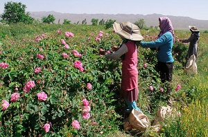 پیش بینی تولیدیک میلیون لیتر گلاب در استان مرکزی