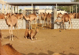 نگهداری 14 هزار نفر شتر در نوار جنوبی استان سمنان