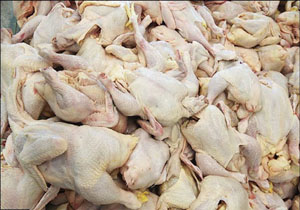کشف گوشت مرغ فاسد در تنکابن