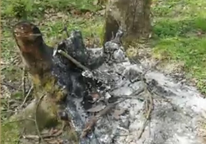 قطع و سوزاندن درختان در «ملک‌رود» + فیلم