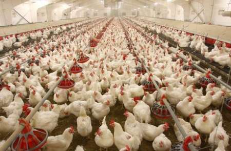 پرداخت ۷ میلیارد ریال غرامت به صاحبان طیور معدوم شده از بیماری آنفلوآنزای مرغی
