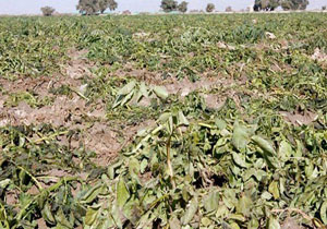 نابودی محصولات کشاورزی "قلعه‌گنج" در اثر خشکسالی + فیلم