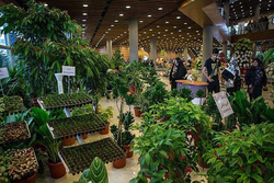 برپایی سیزدهمین نمایشگاه گل و گیاه و گیاهان دارویی در همدان