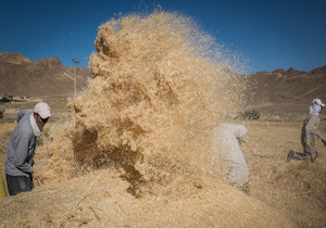 حکم عامل قاچاق ۴۰۰۰ تن گندم دولتی در گلستان اعلام شد