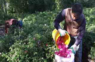 پیش بینی برداشت 180 تن گل محمدی در خوی
