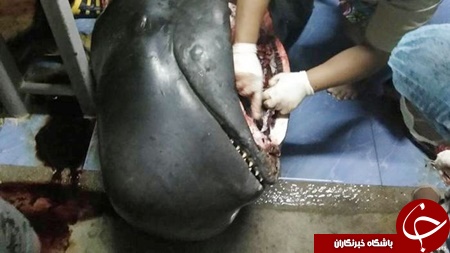 کشف ۸۰ کیسه پلاستیکی در شکم نهنگ مُرده در تایلند+ تصاویر