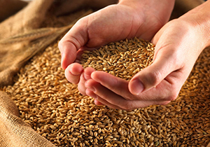 خرید نزدیک به ۵۰۰ هزار تن گندم از کشاورزان گلستانی