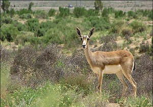 وجود 30 درصد از تنوع گونه‌های جانوری کشور در استان اردبیل