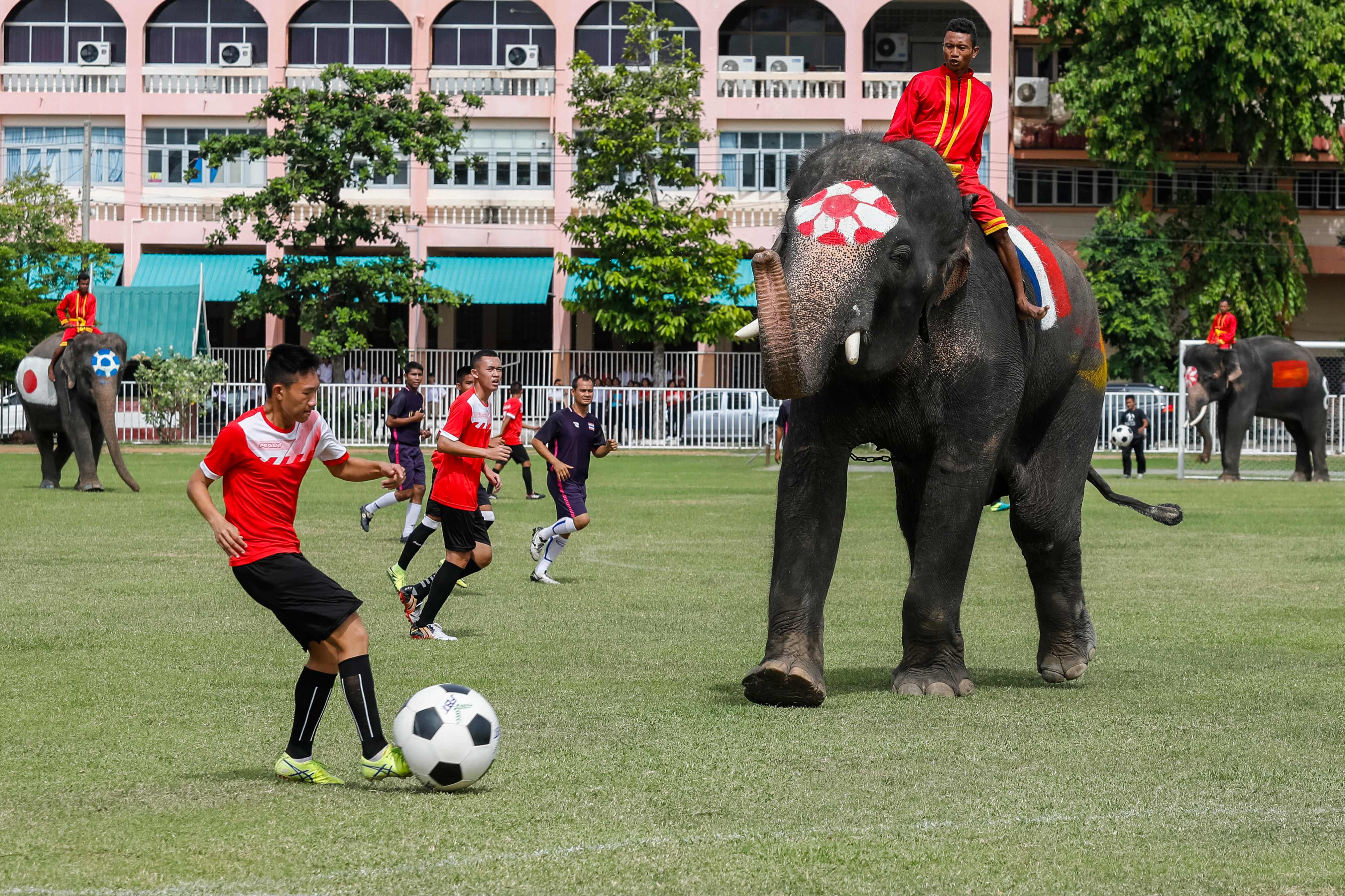 جام جهانی فیل‌ها در تایلند برگزار شد+عکس