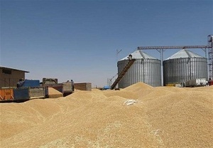افزایش ۱۰ درصدی محصول گندم در ساوه