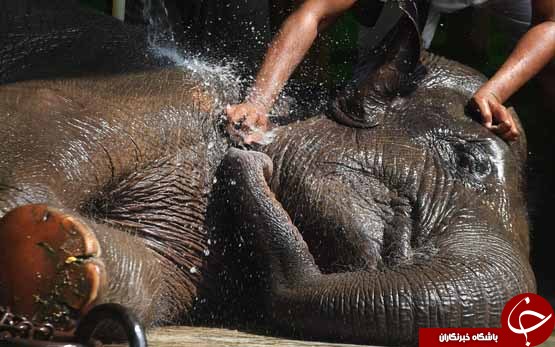 تصاویر روز: از حمام کردن فیل آسیایی در گرمای شهر کلکته تا نقاشی های دیواری دمشق