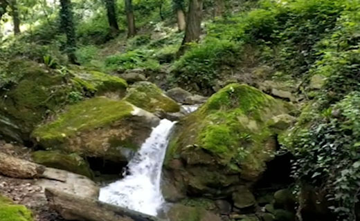 طبیعت دیدنی و آرام‌بخش جنگل نیلبرگ در رامیان + فیلم