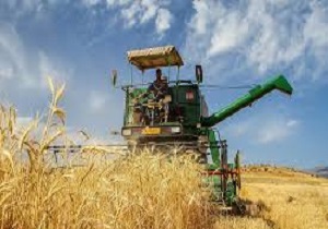 620 هزار تن گندم از کشاورزان استان اردبیل خریداری می شود