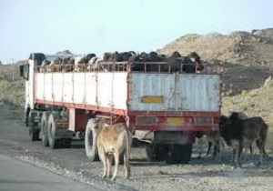 توقیف کامیون حامل قاچاق احشام در ایرانشهر