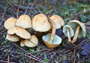 مسمومیت ۱۱۷ نفر با قارچ‌های سمی در آذربایجان غربی/ ۵۰ نوع قارچ سمی در کشور وجود دارد