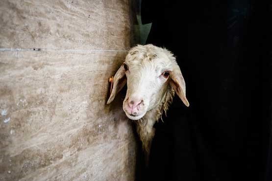 گوسفند ترامپ در آستانه عید قربان به بازار آمد!+عکس