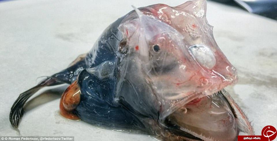 تصاویری باورنکردنی از موجودات عجیب و غریب دریایی