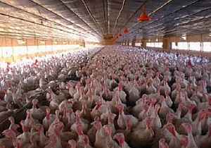تولید ۲ هزار تن گوشت بوقلمون در استان قزوین