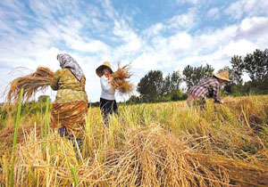 پیش بینی برداشت برنج از دهه سوم تیرماه در مازندران