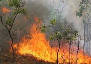 آتش به جان جنگل های گیلانغرب افتاد