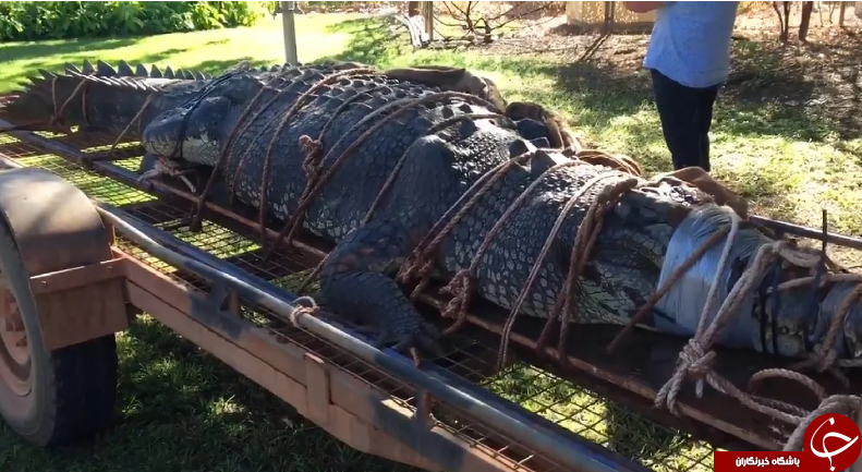 کروکودیل عظیم‌الجثه استرالیایی پس از ۸ سال جستجو به دام افتاد!+ تصاویر