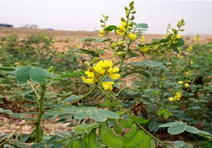 وجود ۳۰۰ نوع گیاه دارویی در استان قزوین