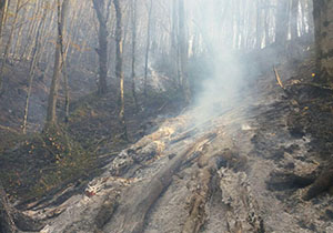 مهار آتش در عرصه های جنگلی کلاله