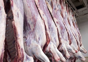 معدوم سازی 300 کیلوگرم گوشت گوسفندی آلوده در طبس