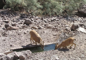 توزیع بیش از ۱۲۰ هزار لیتر آب در آبشخورهای حیات وحش استان ایلام