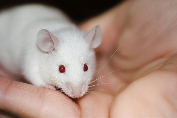 درمان یک اختلال خونی در جنین موش