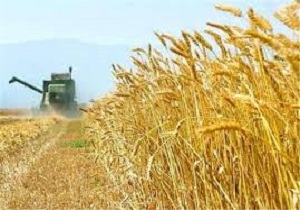 خرید ۱۲۲هزار تن گندم مازاد از کشاورزان لرستانی