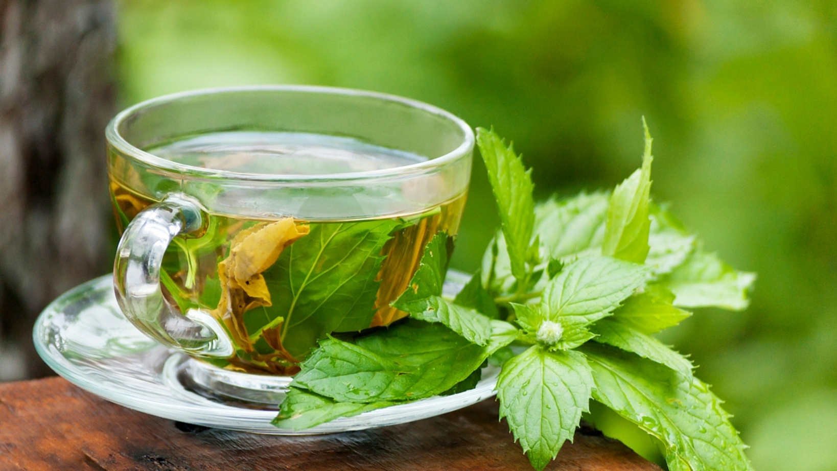 خرید تضمینی برگ سبز چای از 77 هزارتن گذشت/پرداخت 56 درصد مطالبات چایکاران