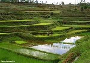 افزایش تولید برنج با آزمون خاک اراضی و شالیزار‌های الگویی گیلان
