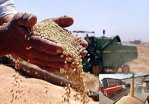 خرید بیش از یک میلیون و 130 هزار تن گندم از کشاورزان خوزستان