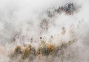 قدم در شگفت انگیزترین جنگل مه آلود کمتر دیده شده ایران  + فیلم