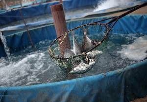 تولید بیش از 9 هزار تن ماهی و آبزیان در استان اردبیل