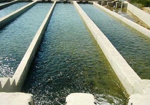 رهاسازی بیش از۲۲ هزار بچه ماهی گرمابی در هیرمند