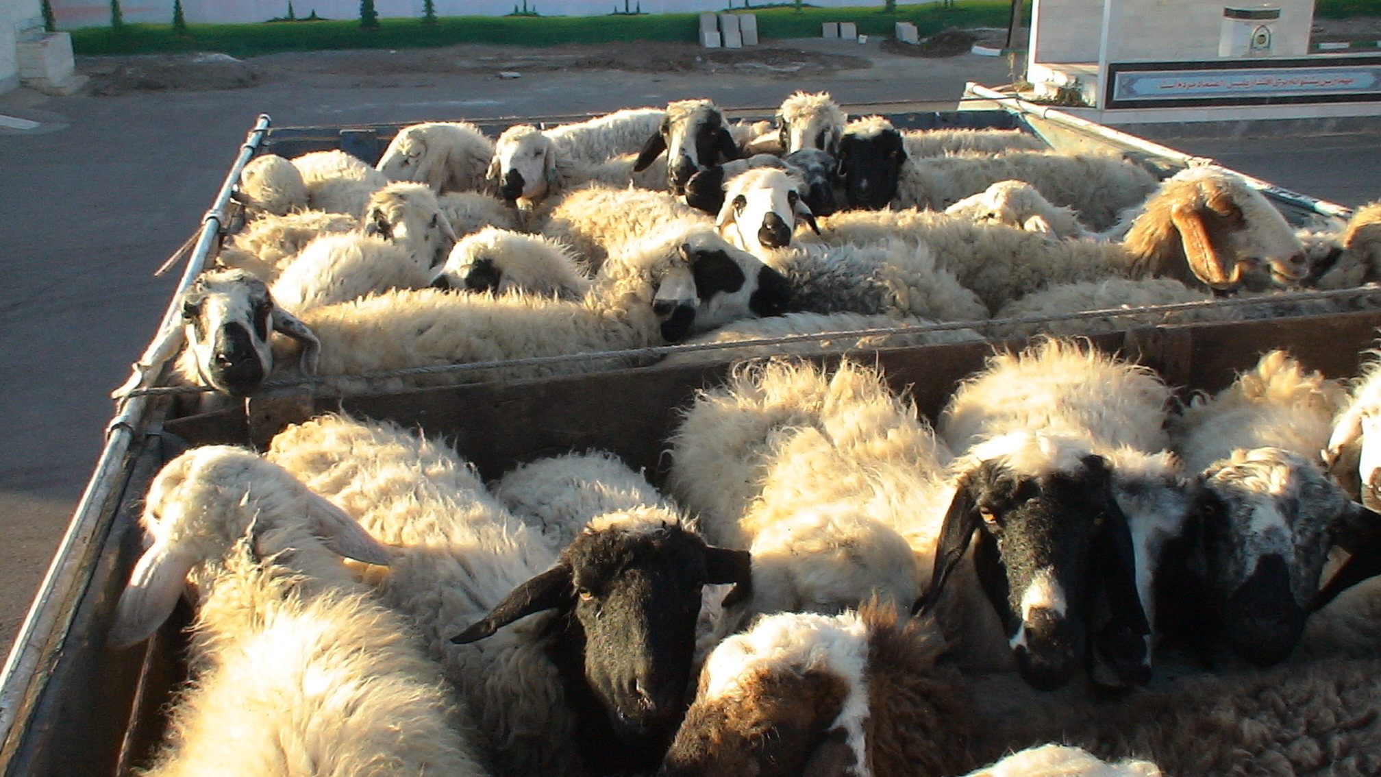 کشف بیش از ۲ تن برنج و گوسفند قاچاق در خواف