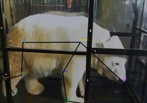 استفاده خرس قطبی از وسایل بدنسازی انسان + فیلم