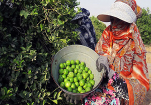 برداشت لیمو ترش از باغ‌های توکهور وهشتبندی