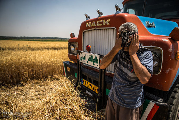 روزانه ۱۲۵ کامیون کار حمل گندم در کردستان را انجام دادند