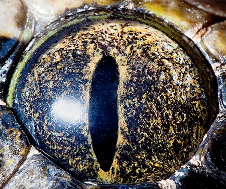 تفاوت‌های حیرت‌آور چشمان حیوانات در نزدیک‌ترین نما+تصاویر