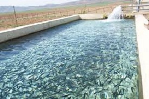 رها سازی ۸۶۶ هزار بچه ماهی در استخر‌های شهرستان کمیجان