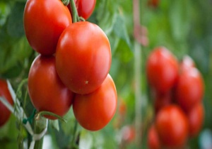 تولید گوجه ارگانیک در دامغان
