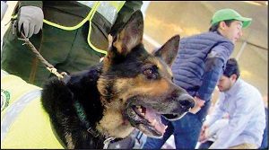 سگی که جانش 70 هزار دلار ارزش دارد +عکس